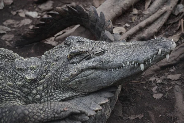 Zout krokodil slapen op kanaal — Stockfoto