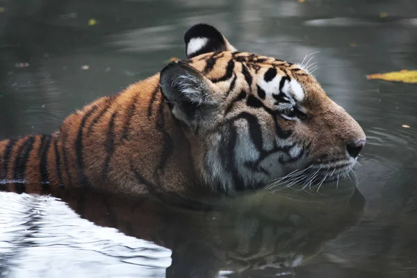 Close up head tiger sit in water — Stock Photo, Image