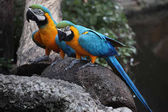 Картина, постер, плакат, фотообои "macaw parrot bird in thailand", артикул 180999512