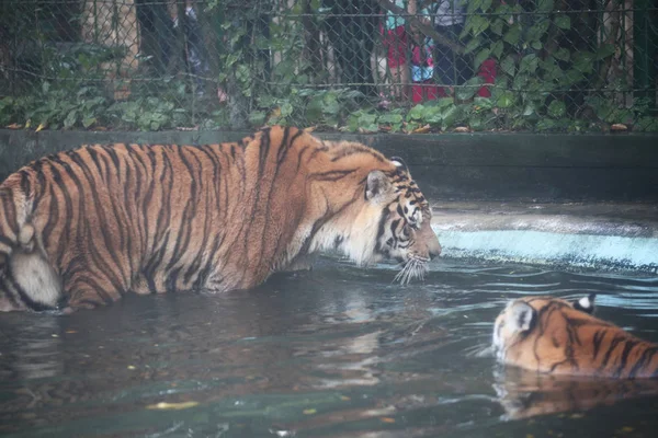 Tigre olhar tigre na piscina — Fotografia de Stock