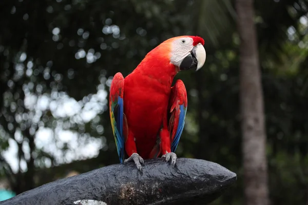 Ara papegoja fågel i thailand — Stockfoto