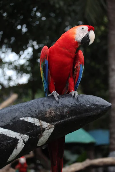 Perroquet à mâchoires en Thaïlande — Photo