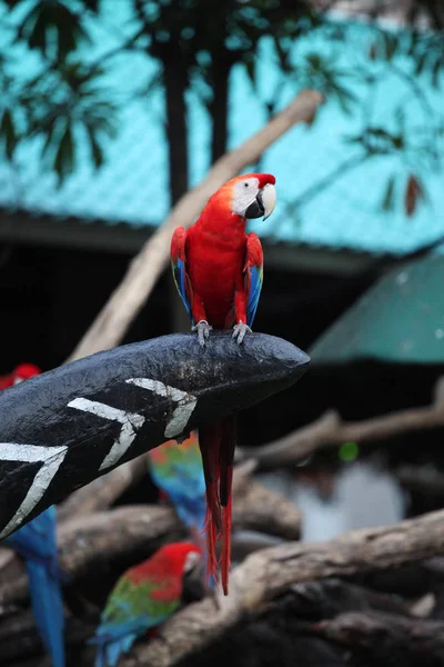 Попугай ара в Таиланде — стоковое фото