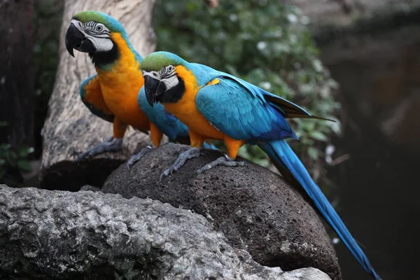 Ave papagaio-da-arara na Tailândia — Fotografia de Stock