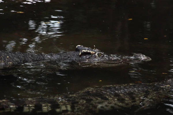 Dos cocodrilos nadan en el canal —  Fotos de Stock