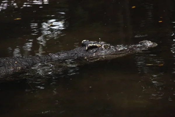 Crocodilo nadar no canal — Fotografia de Stock