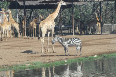 Zebra ve zürafa açık Safari