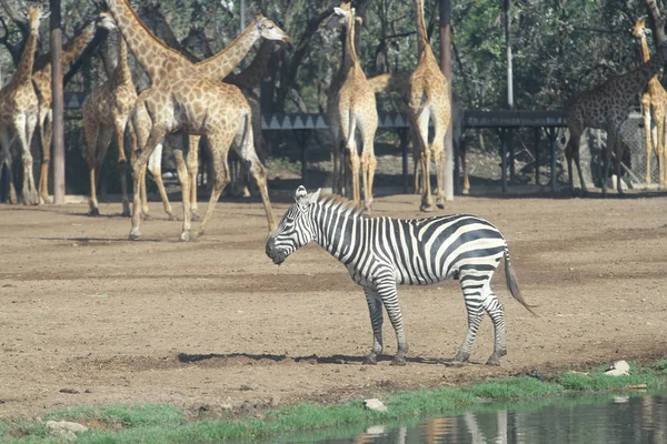 シマウマ、開くサファリ キリン — ストック写真