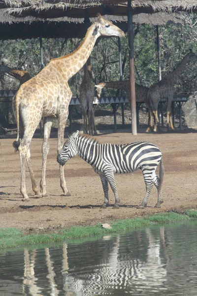 Zebra and giraffe in open safari — Stock Photo, Image