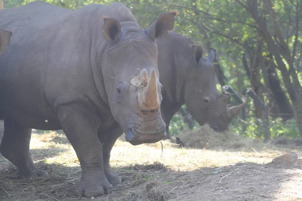 stock image white rhino with group in safari