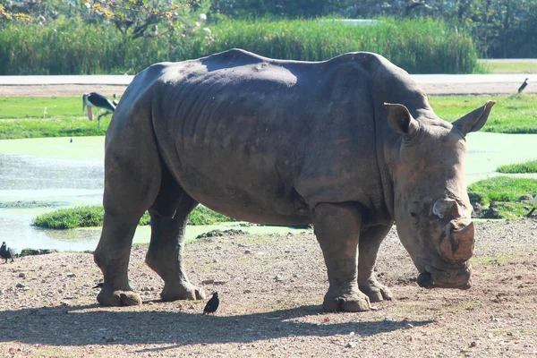 White rhino  in safari — Stock Photo, Image