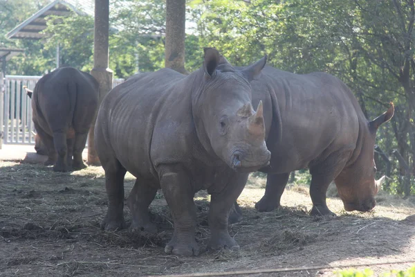 Белый носорог с группой в сафари — стоковое фото