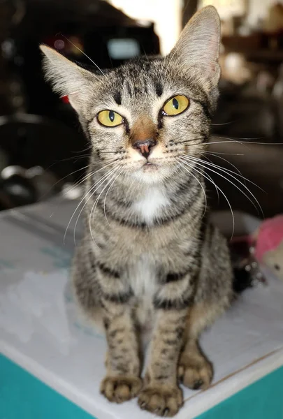 O gatinho em casa — Fotografia de Stock