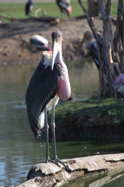 Maraboustork açık Safari