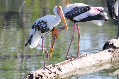 Boyalı leylek (Mycteria leucocephala) Nehri üzerinde