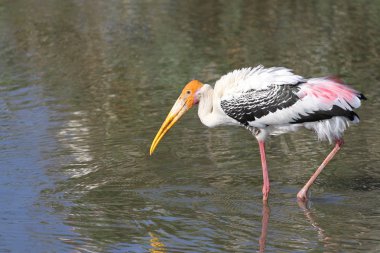 Boyalı leylek (Mycteria leucocephala) Nehri üzerinde
