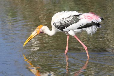 Boyalı leylek (Mycteria leucocephala) Nehri üzerinde