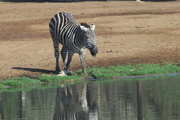 Zebrawasser in Flussnähe — Stockfoto