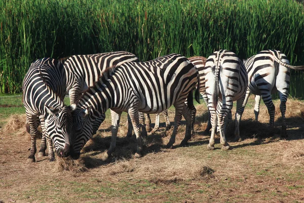 Gruppe Zebras fressen Gras in Flussnähe — Stockfoto