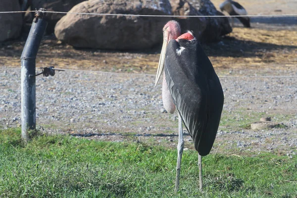 Maraboustork w Otwórz safari — Zdjęcie stockowe