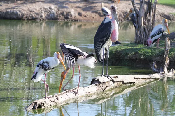 Maraboustork a maloval čáp (Mycteria leucocephala) na r — Stock fotografie