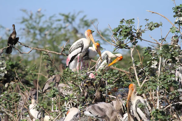 Grupo de cigüeña pintada (Mycteria leucocephala) en el árbol — Foto de Stock