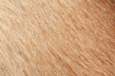 arka plan için kahverengi köpek cilt kadar kapatın