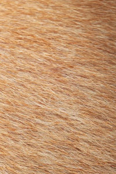 Крупним планом коричнева шкіра собаки для фону — стокове фото