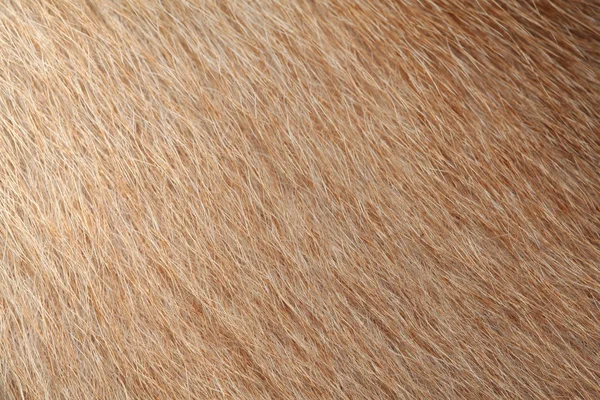 Stäng upp brun hund hud för bakgrund — Stockfoto