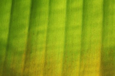 muz yaprağı deseni ile açık yukarıya kapatmak 