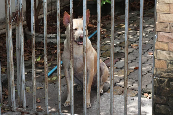 El perro está atrapado en la casa. . — Foto de Stock