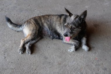 katta evde siyah ve kahverengi köpek.