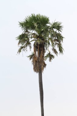 Tayland beyaz gökyüzü Palm'da şeker.
