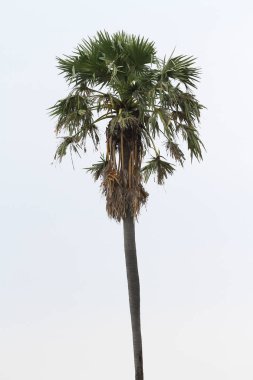Tayland beyaz gökyüzü Palm'da şeker.