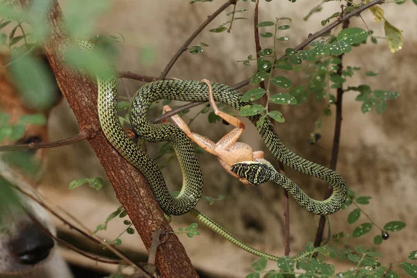 A cobra verde come rã na árvore em casa — Fotografia de Stock