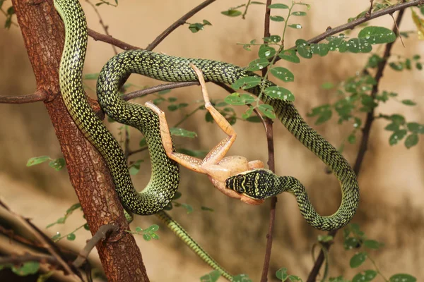 Зеленая змея ест лягушку на дереве дома — стоковое фото