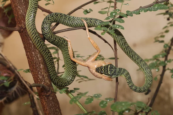 A cobra verde come rã na árvore em casa — Fotografia de Stock