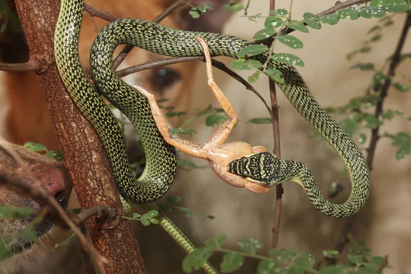 Зеленая змея ест лягушку на дереве дома . — стоковое фото