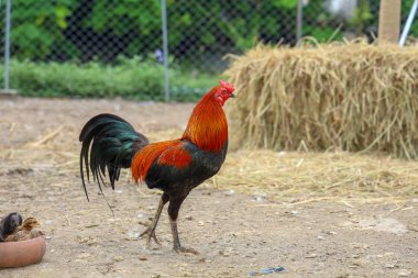 fighting cock and baby cock eat food in farm at thailand clipart