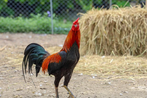 Lutando galo na fazenda em tailândia — Fotografia de Stock