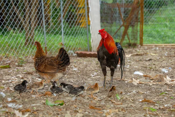 Lucha polla y bebé polla comer comida en granja en tailandia — Foto de Stock