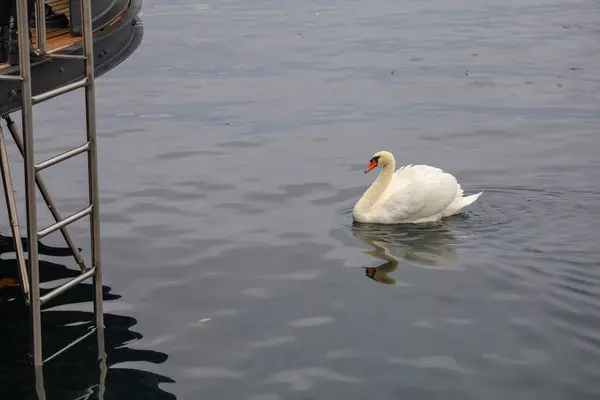 Cisne branco está nadando no rio — Fotografia de Stock