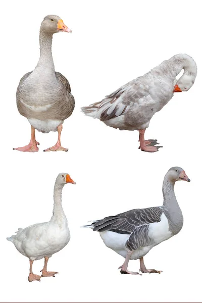 Weiße und graue Gans 4 Aktion auf weißem Hintergrund haben Pfad — Stockfoto