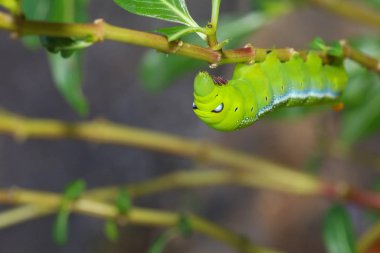 Yeşil solucanı kapat ya da Nana 'daki sopa ağacında solucanı