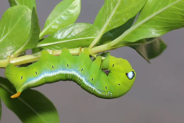 ปิดหนอนสีเขียวหรือหนอน Daphnis neri บนต้นไม้ติดใน Na — ภาพถ่ายสต็อก