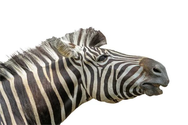 Großaufnahme Kopf Zebra auf weißem Hintergrund haben Pfad — Stockfoto