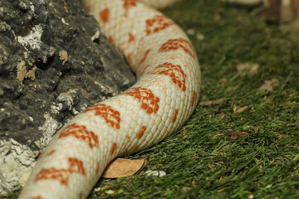 Gros plan serpent de maïs peau ont la couleur orange et blanche dans le jardin — Photo