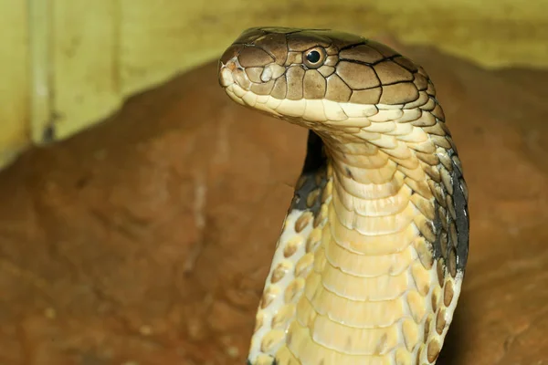 머리 가까이에 있는 킹 코브라는 타이 정원에서 위험 한 뱀이다 — 스톡 사진