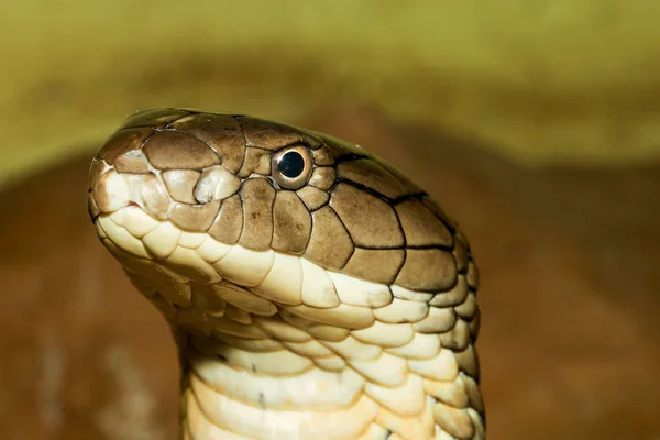 閉じる頭をキングコブラは危険なヘビですガーデンタイ — ストック写真