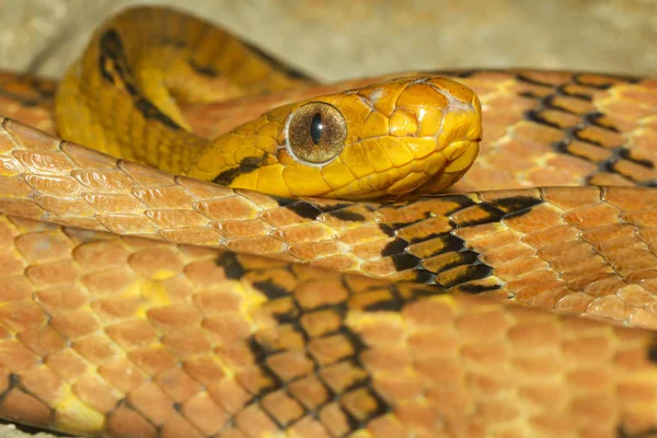 Gros plan dent de chien oeil de chat serpent en Thaïlande — Photo